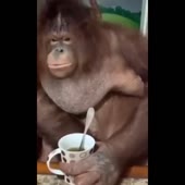 16134011308710.webm