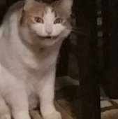 IMG3085.PNG