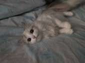 catКартошечка 4.jpg