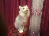 catКартошечка 7.jpg