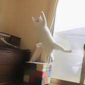 cats16047301624210.jpg