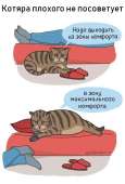 catsXx8zarfCvFE.jpg