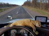 cats16047195807291.jpg