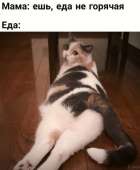 cats15990797319180.png