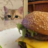 cats15980150475340.png