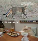 cats15841751759053.png