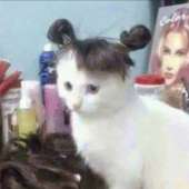 cats5422fe46f9bec132b43ca802356b8b8e.jpg