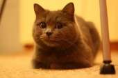 cats14643850724430.jpg