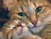 cats14723051963860.jpg