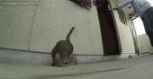 catstumblrmusnjqPGIS1shdotdo1400.gif