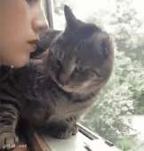 catspost-63915-tabby-cat-do-not-want-kiss-gif-Vk6O.gif