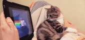 catscatgifs (62).gif
