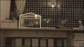 cats15164144636840.gif