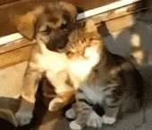 catsd4b98ae4d49d05490fc11lyaht.gif
