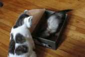 catsdoc15418811340770899.gif