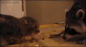 catsdoc15418811340765472.gif