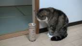 catsdoc15418811345481354.gif