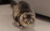 cats14438409128083.gif