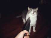 cats14438407854210.jpg