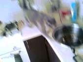 cats14363196543650-b-97016857.gif