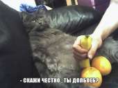 catsСкажи честно, ты долбоёб.jpg