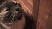 cats14363180948940-b-97016857.gif