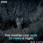 16071789757380.webm