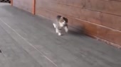 14807165110110.webm