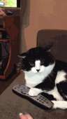 catsкотэ-живность-гифка-диктатура-1085557.gif