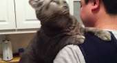 catsкотэ-живность-гифки-милота-1573111.gif