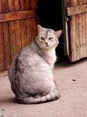 cats14547574357970.jpg