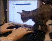 cats14348222267171.gif