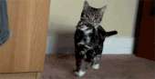 cats14517346032620.gif