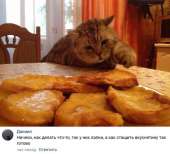 catsЛапки.jpg