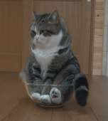 cats14982628414510.gif