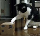 cats15116027880651.gif