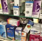 cats14567701275580.jpg