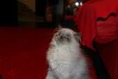 cats14567043612430.jpg