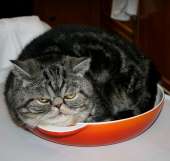 cats14567044220180.jpg