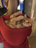 cats14554513053650.jpg