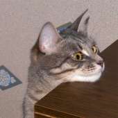 cats14517758321340.jpg