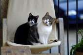cats14517257716480.png