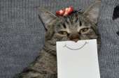 cats14514069523470.jpg
