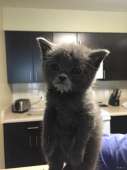 cats14497060222973.jpg