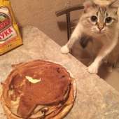 cats14497060222940.jpg