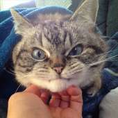 cats14460867883111.jpg