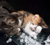 cats14466827253880.jpg
