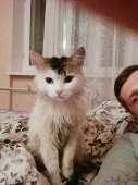 cats14445235249270.jpg
