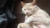 cats14438502647870.jpg