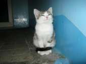 cats14438409128071.jpg